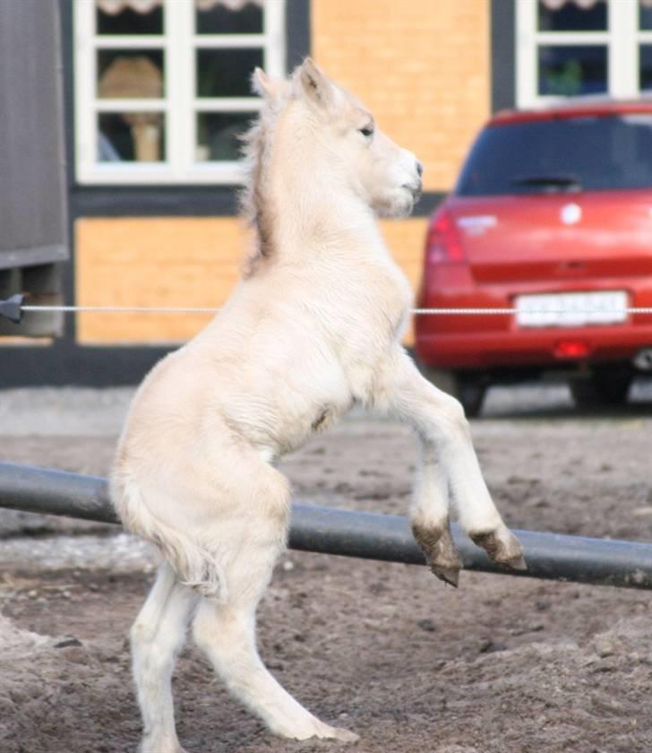 Fjordhest Mosegårdens Fillipa billede 6