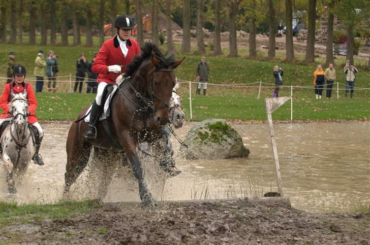 Oldenborg Classic Carismo - 13 # jagt d. 12.10.09 på Haregabsgaard: Steeplechase. Carismo var så god! billede 13