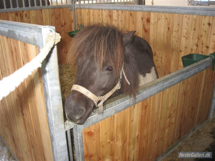 Shetlænder Stjernen's Malou <3 billede 15