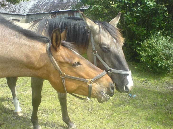 Oldenborg / Fjordhest    La Toya - Rino du må ikke få det græs jeg har i munden!! billede 2