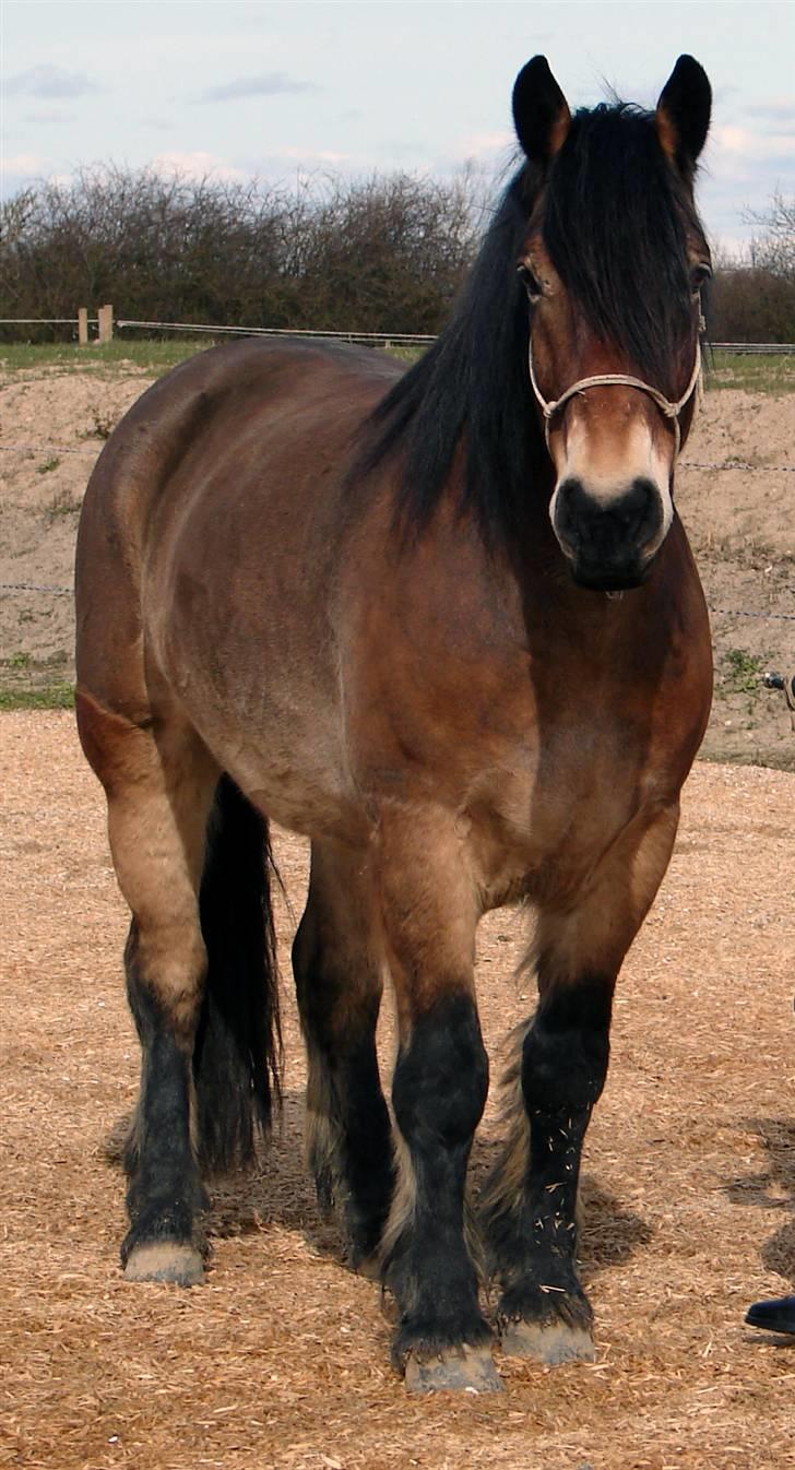 Nordsvensk Skovhest Herkules (Solgt) billede 4