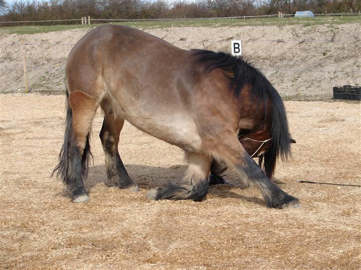 Nordsvensk Skovhest Herkules (Solgt) billede 5