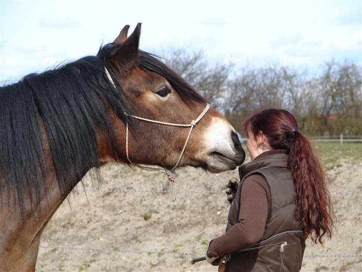 Nordsvensk Skovhest Herkules (Solgt) billede 6