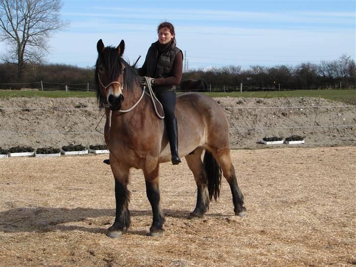 Nordsvensk Skovhest Herkules (Solgt) billede 8