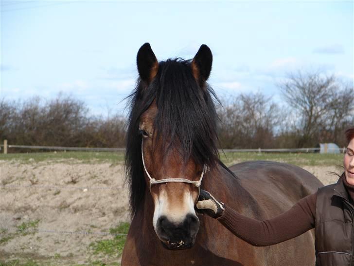 Nordsvensk Skovhest Herkules (Solgt) billede 9