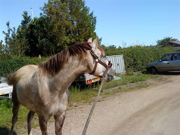 Arabisk fuldblod (OX) Saybia (solgt..) - Saybia-Baybia.  billede 3