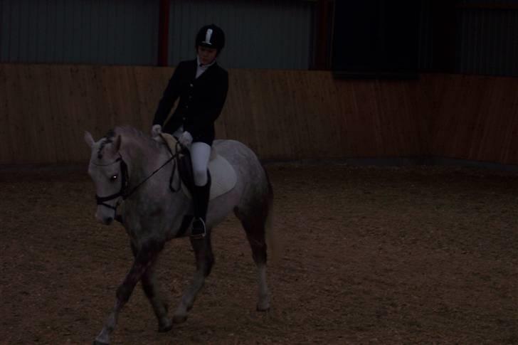 Arabisk fuldblod (OX) Saybia (solgt..) - dressur stævne i gjern. Lc3 (; han var sååå dygtig. billede 4