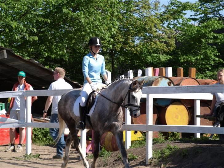 Arabisk fuldblod (OX) Saybia (solgt..) - LC-trav. hans første stævne. vi vandt. :D billede 5