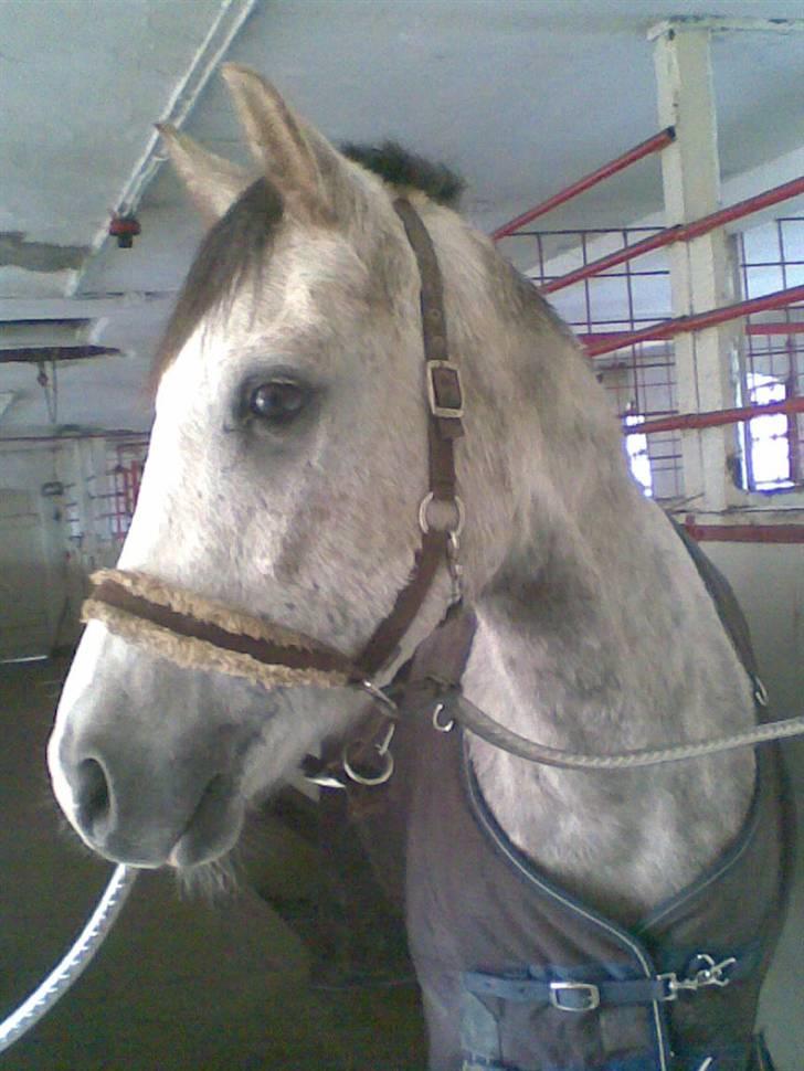 Arabisk fuldblod (OX) Saybia (solgt..) billede 6