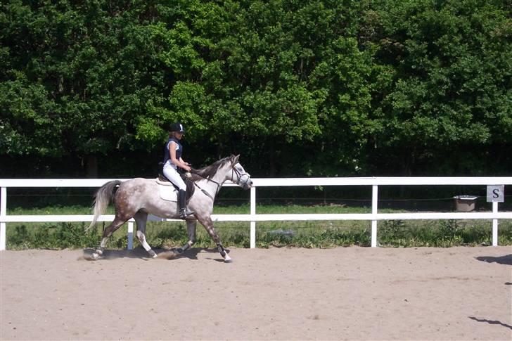 Arabisk fuldblod (OX) Saybia (solgt..) billede 8