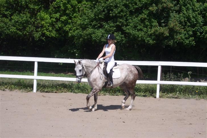 Arabisk fuldblod (OX) Saybia (solgt..) billede 9