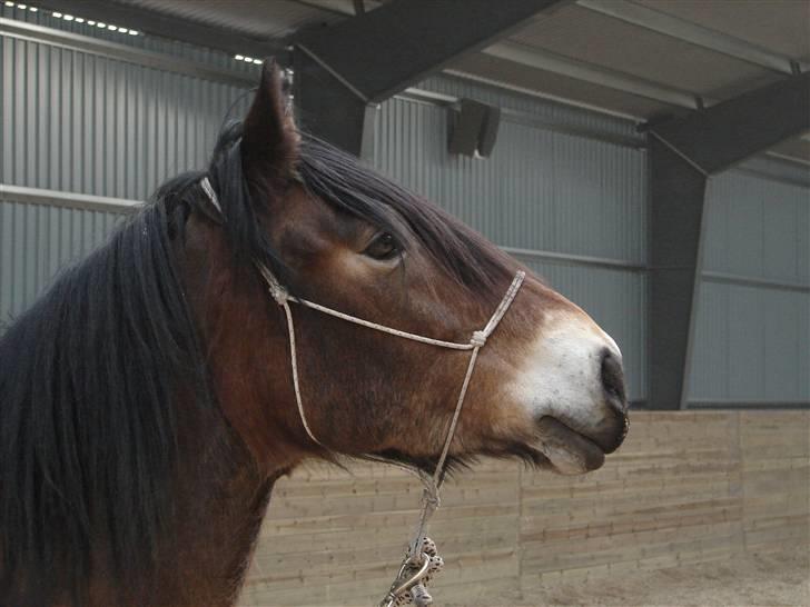 Nordsvensk Skovhest Herkules (Solgt) billede 10