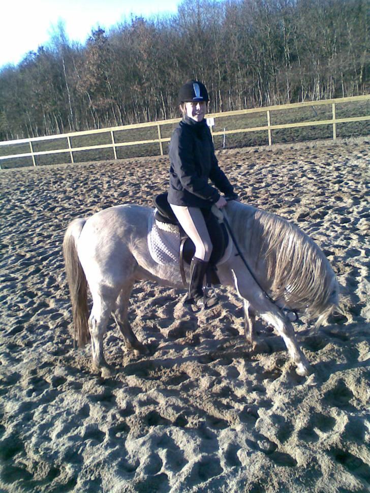 Anden særlig race Chili (passer hest) - SE ! min hest kan bukke. :D eller ? billede 11