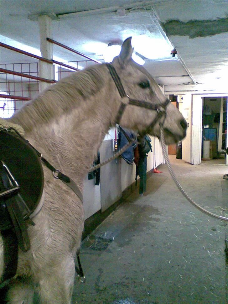 Anden særlig race Chili (passer hest) - han er blevet klippet /: jeg syntes altså det skat vokse ud igen :D  billede 12