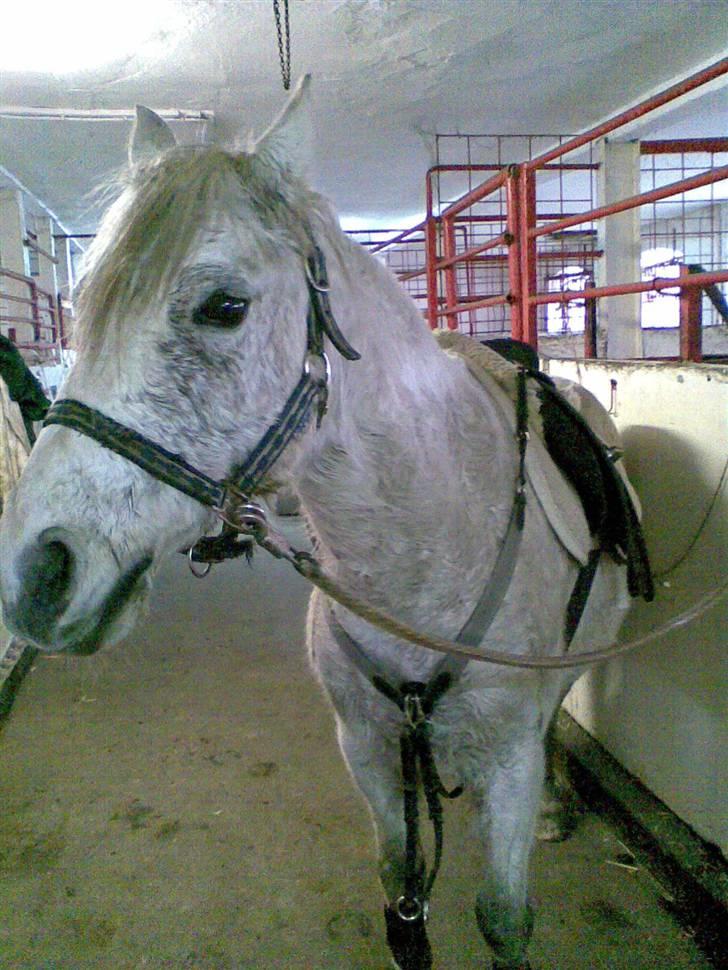 Anden særlig race Chili (passer hest) billede 13