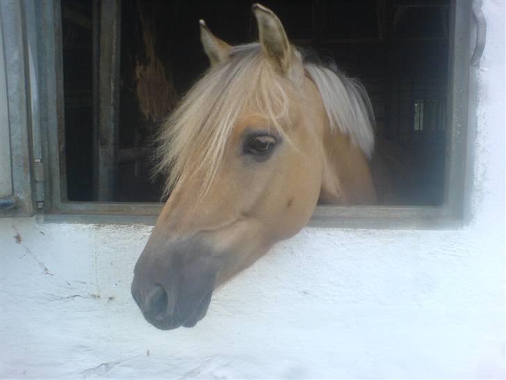 Anden særlig race daisy  - 8)smukke ponze elsker dig craizy daisy billede 8