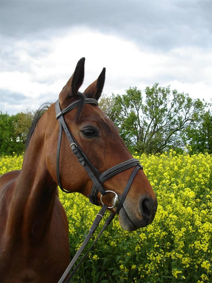 Anden særlig race Speedy - 30. maj 2006 billede 1