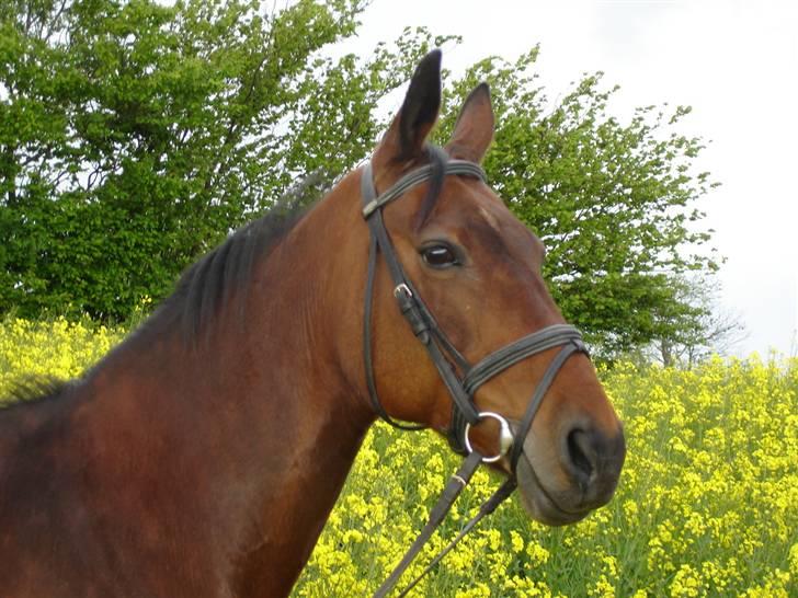 Anden særlig race Speedy - 30. maj 2006 billede 2