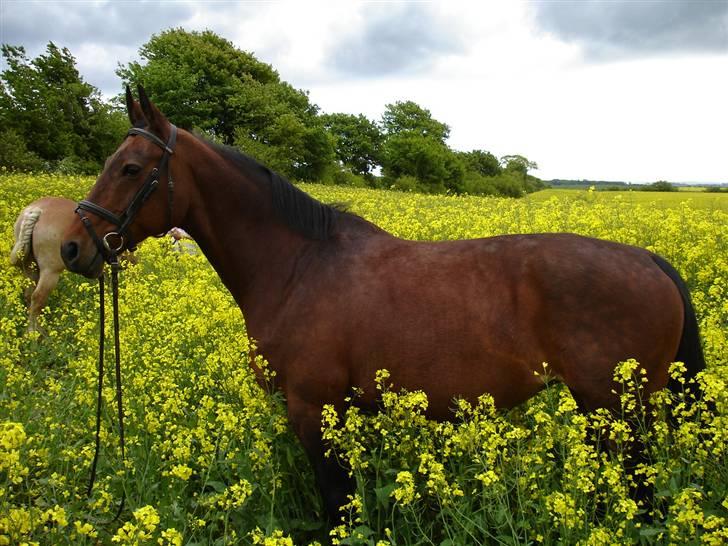 Anden særlig race Speedy - 30. maj 2006 billede 3
