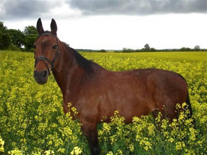 Anden særlig race Speedy - 30. maj 2006 billede 4