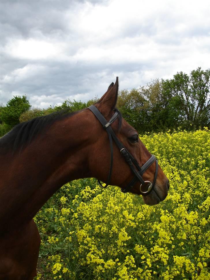 Anden særlig race Speedy - 30. maj 2006 billede 5