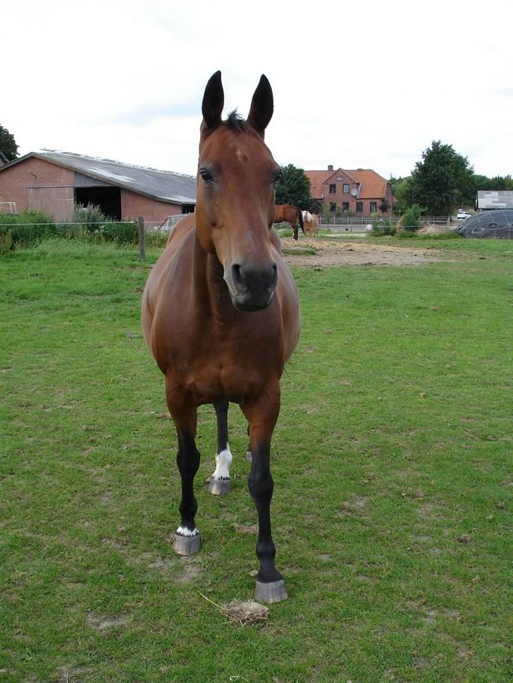 Anden særlig race Speedy - 24. august 2005 billede 6