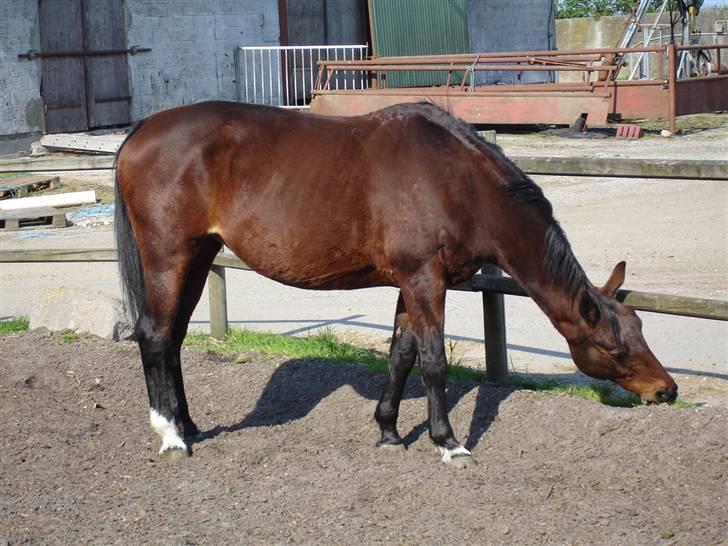 Anden særlig race Speedy - 10. maj 2006 billede 7