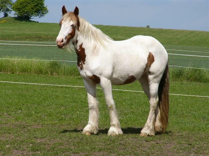 Irish Cob Hera of The Irish Western art Ranch - Hera d.14 maj 2008 billede 4