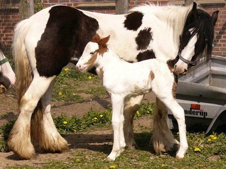 Irish Cob Hera of The Irish Western art Ranch - Hera baby og hendes mor. billede 5