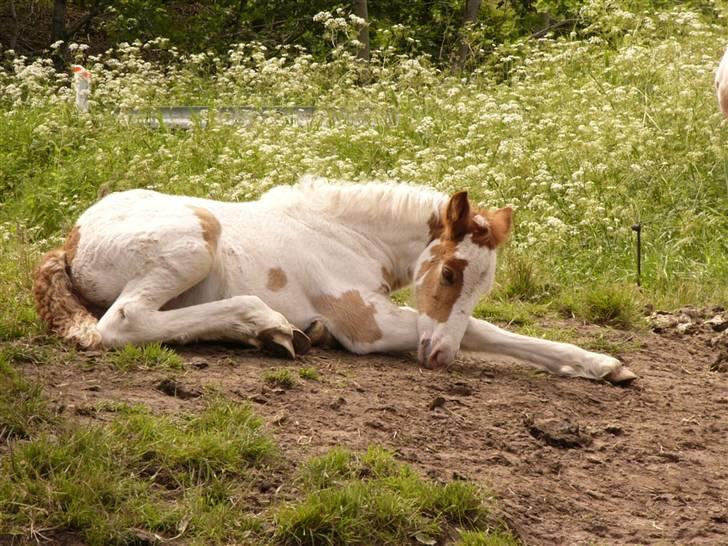 Irish Cob Hera of The Irish Western art Ranch billede 6