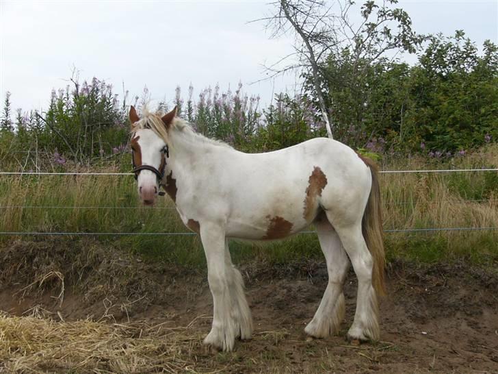 Irish Cob Hera of The Irish Western art Ranch - Taget d.23 juli 2006.. Hun er blevet rigtig flot.. billede 7