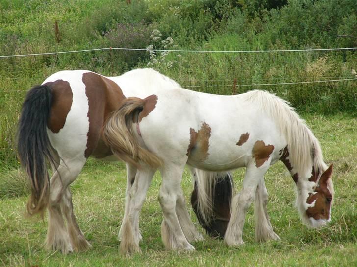 Irish Cob Hera of The Irish Western art Ranch billede 8