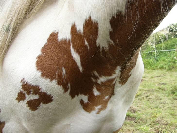 Irish Cob Hera of The Irish Western art Ranch - Hendes aftegninger på halsen.. billede 9