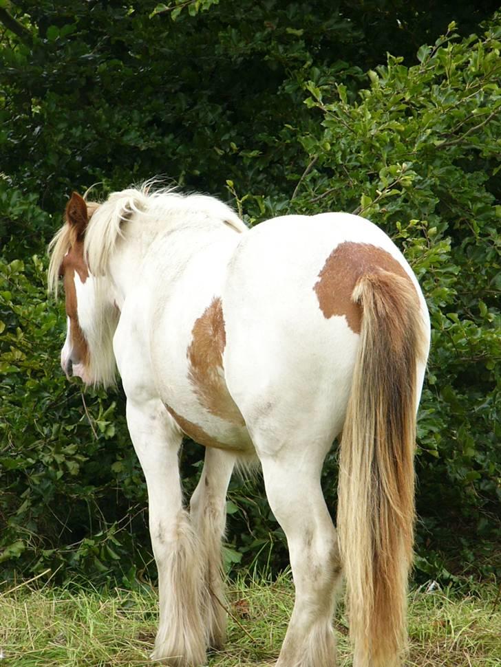 Irish Cob Hera of The Irish Western art Ranch billede 10