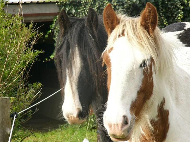 Irish Cob Hera of The Irish Western art Ranch billede 11
