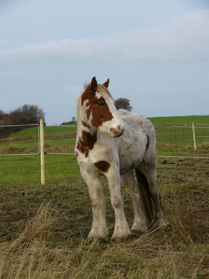Irish Cob Hera of The Irish Western art Ranch billede 12