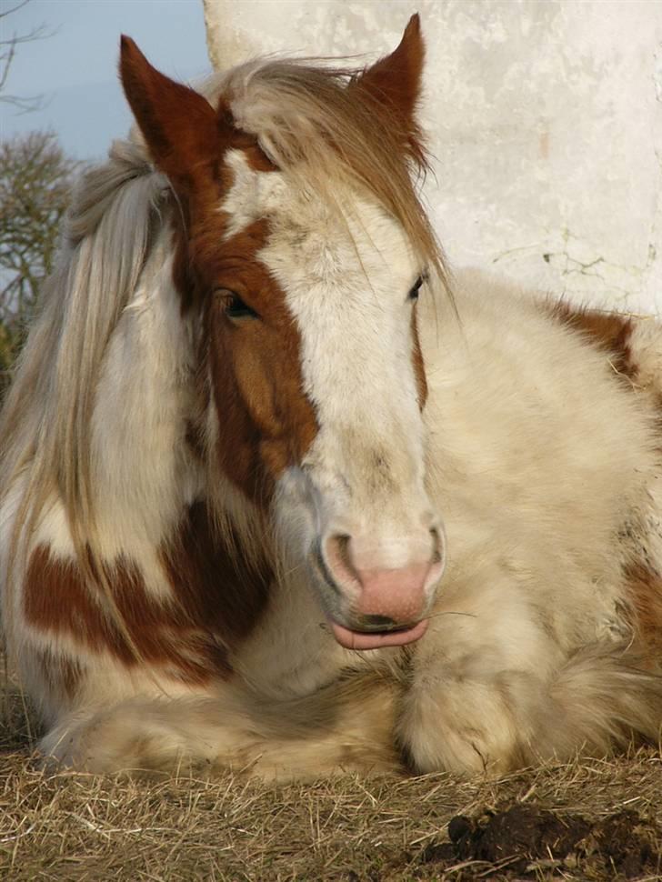 Irish Cob Hera of The Irish Western art Ranch - Taget d.18 feb 2008.. Så bliver der hygget i solen.. billede 13