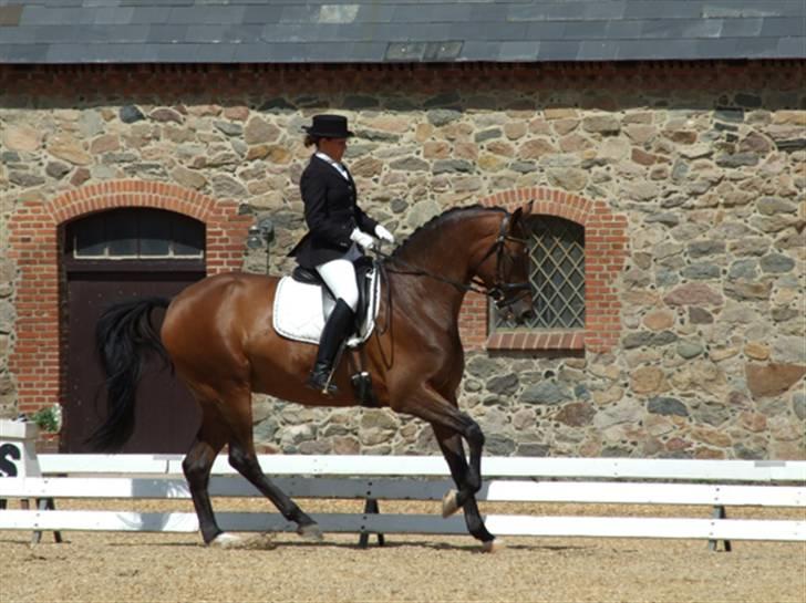 Trakehner Verdi (Solgt) - - Stævne på Willhelmsborg billede 8