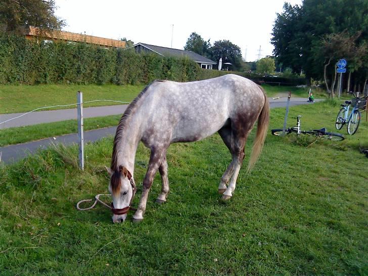 Arabisk fuldblod (OX) Saybia (solgt..) billede 15