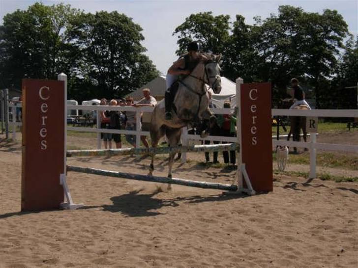 Arabisk fuldblod (OX) Saybia (solgt..) - stævne på gården. billede 16
