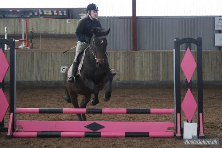 Oldenborg Rexido - Til springstævne. Sidder rigtig grimt, og ved det godt=D (Foto: Lærke Jønck) billede 8