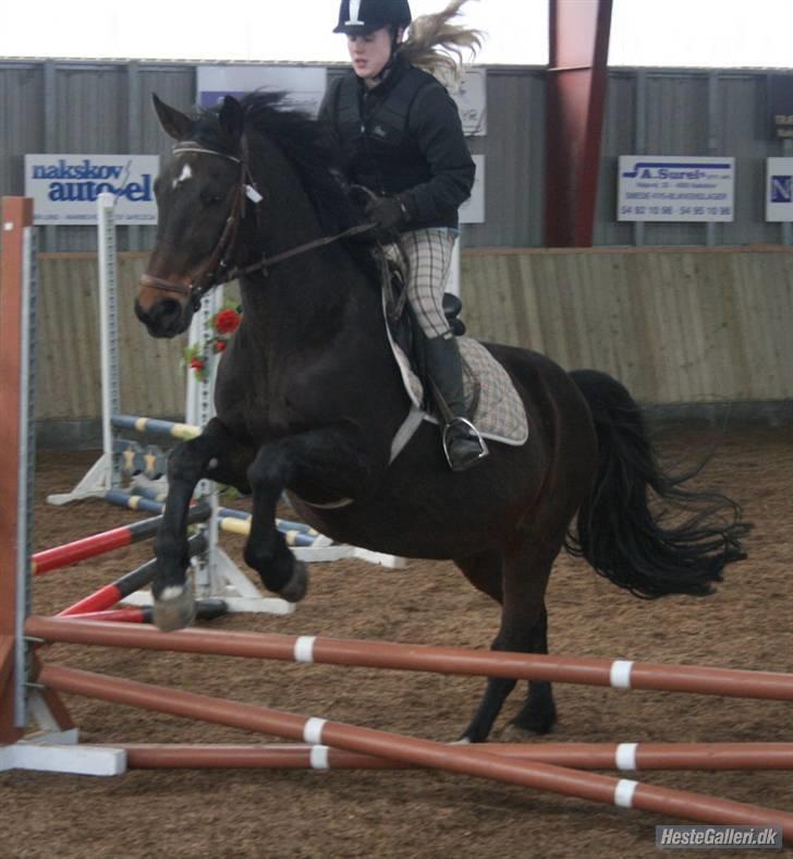 Oldenborg Rexido - Til springstævne. Sidder rigtig grimt, og ved det godt=D (Foto: Lærke Jønck) billede 9