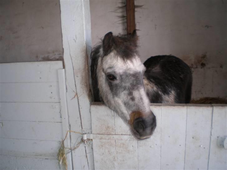 Anden særlig race LUNA <3 R.I.P. billede 4