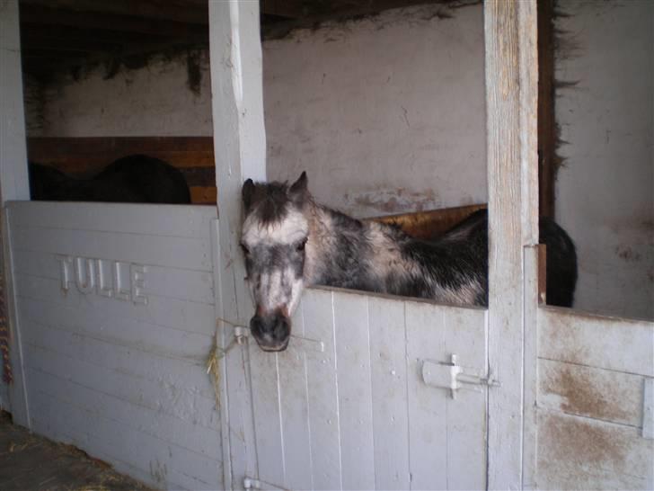 Anden særlig race LUNA <3 R.I.P. billede 5