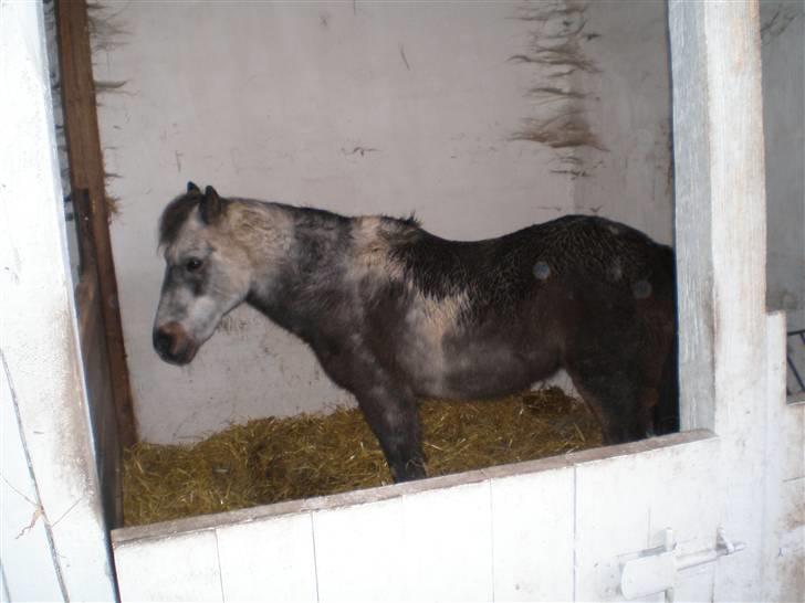 Anden særlig race LUNA <3 R.I.P. billede 6