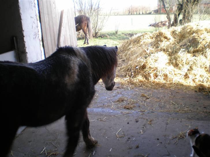 Anden særlig race LUNA <3 R.I.P. billede 7