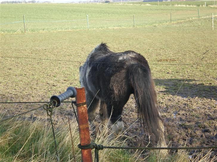 Anden særlig race LUNA <3 R.I.P. billede 8