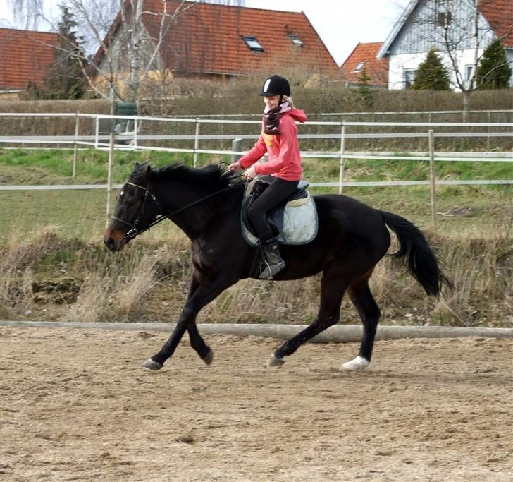 Oldenborg Baily  - d.20/3-08 Foto MF billede 7