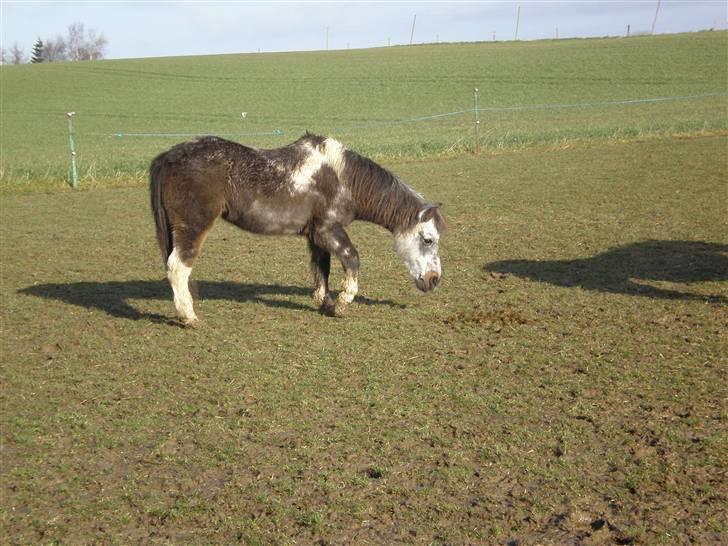 Anden særlig race LUNA <3 R.I.P. billede 9