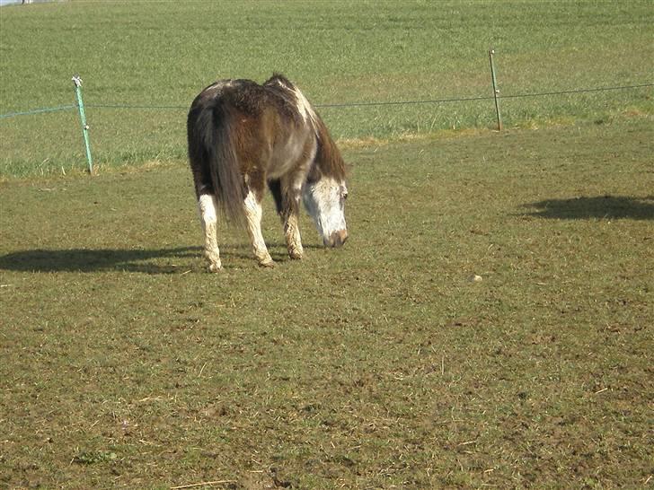 Anden særlig race LUNA <3 R.I.P. billede 10